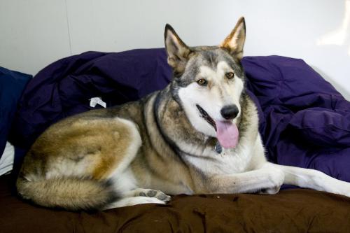 wolf dog hybrid - the magic of genetic engineering & science...the hybrid animal of wolf & dog