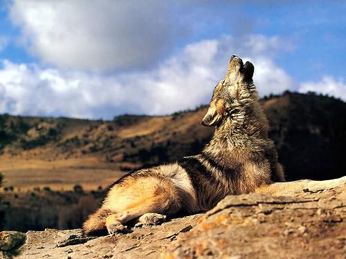 howling of wolves - The typical noise that the wolves make is very significant about their habit. It is a sort of communication in them. Also they use it to mark the habitat & territory.