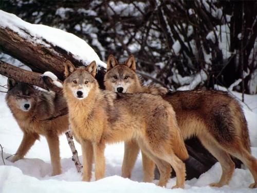 wolf group - Wolves feed primarily on medium to large sized ungulates, including sheep, goats, chamois, pigs, deer, antelope, caribou, horses, moose, yaks, and bison.Wolves and Cave Hyenas seem to display negative abundance relations over time, with wolf populations expanding their ranges as hyenas disappeared