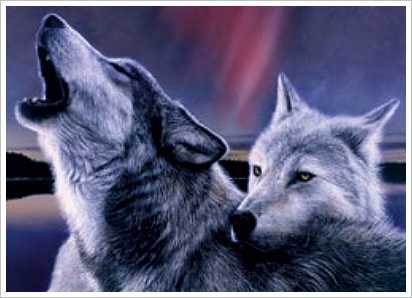 wolf pair - In areas where human cultures and wolves are, wolves frequently feature in the folklore and mythology of those cultures, both positively and negatively.