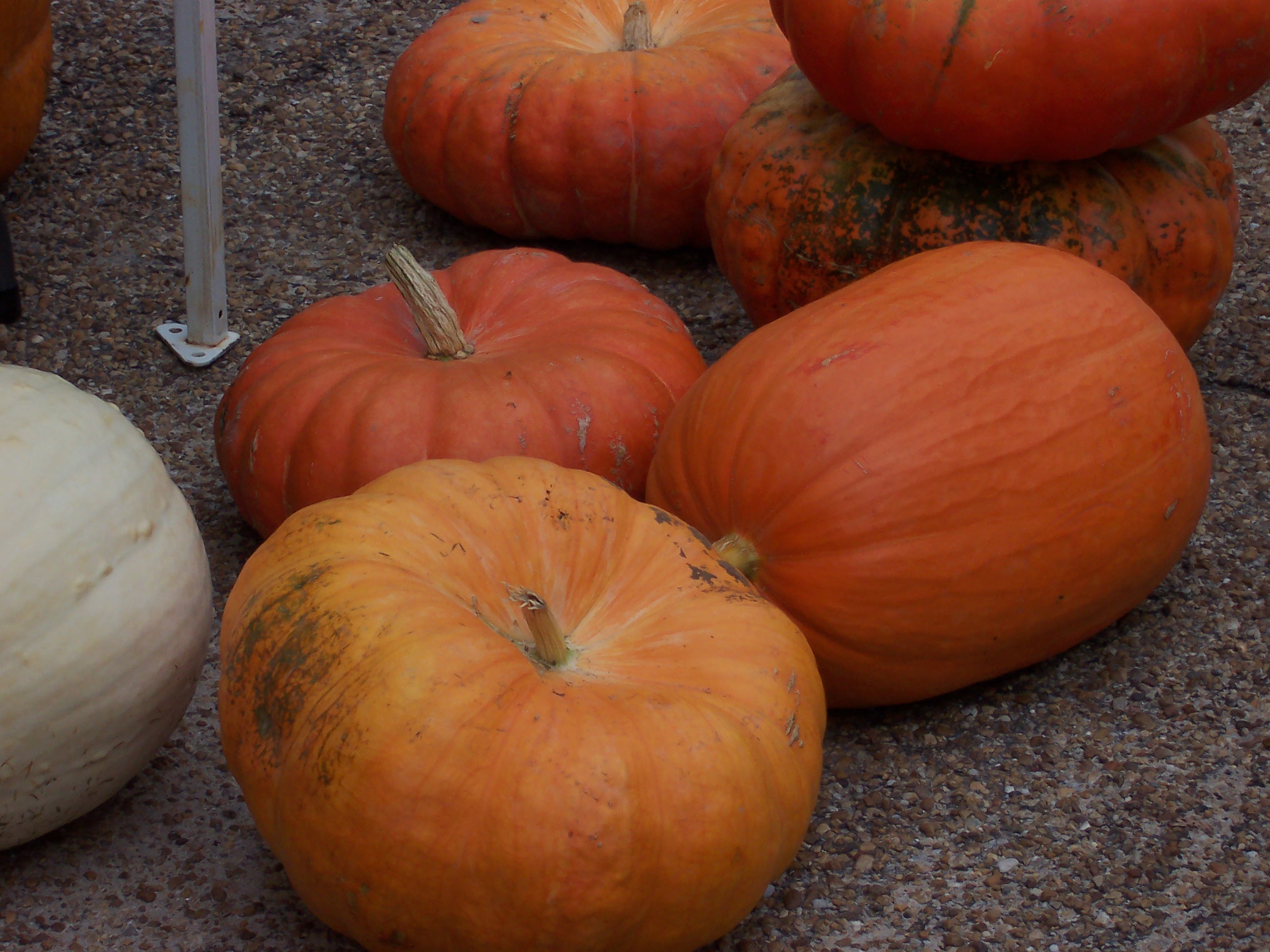 pumpkin - Pumpkins at the farmers market.  I can't wait to carve one!