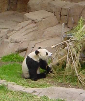Panda  - panda is a mammal classified in the bear family (Ursidae), native to central-western and southwestern China.