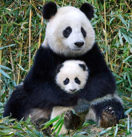 panda baby with mother - The Giant Panda is an endangered species ...