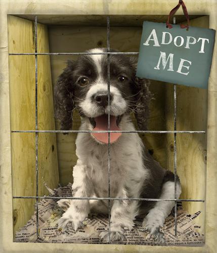 ...anyone wana adopt me? - Please adopt me and save me. ...anyone wana adopt me? - Please adopt me and save me.