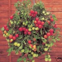 tiny toms. - a dwarf variety of tomato plant ideal for containers and hanging baskets.