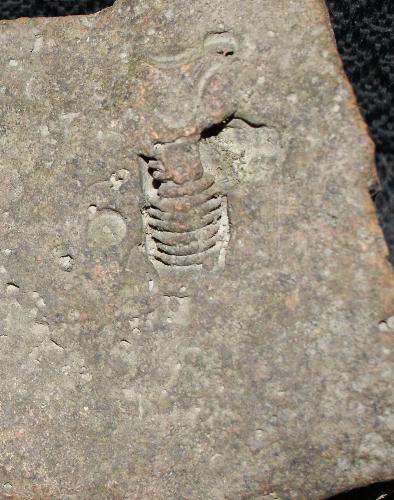 Fossils - Crinoid from early paleozoic period