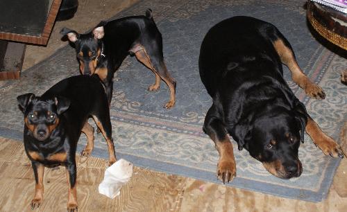 The boys - The big boy and his two brother mimi pins