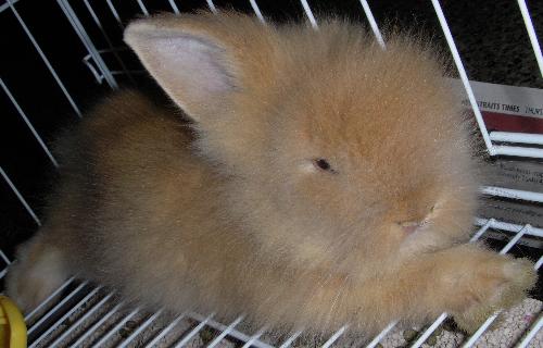 owit - meet our bunny. we name him owit. funny name huh?