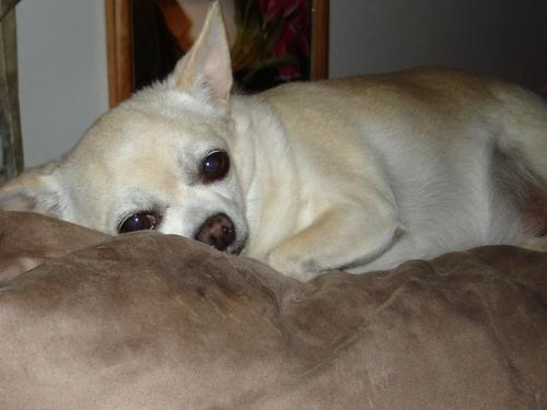 Tukay - Her favorite fangout is on the back of the couch.