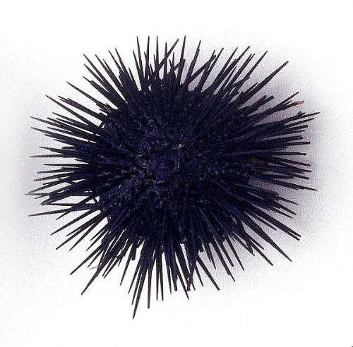 Sea urchin - Pee on the sea urchin?