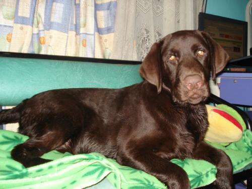 caspian my chocolate labrador - this is caspian,he is now 9 months old and weighs 33 kilos! lol! 