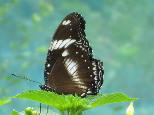Beauty and the Best - Butterflies are really a symbol of beauty...