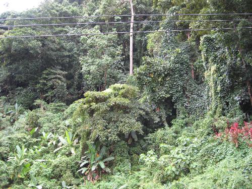 The Wilderness... - Fresh air and relaxing scenery.