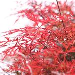 red maple - acer rubrum