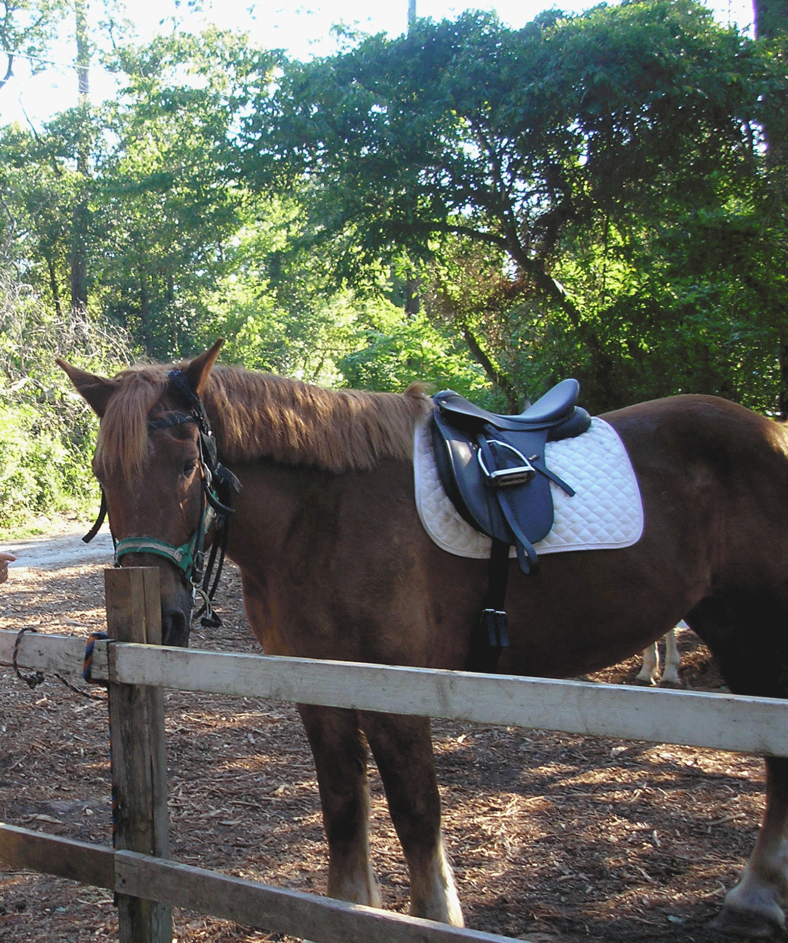 Horse - A beautiful horse, sadled and ready to go!