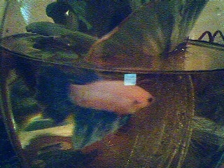 condhrocite - My betta fish