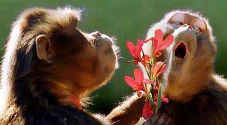 love - Monkeys in love^^