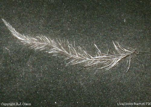 Feather - A very small feather from my down filled winter coat. Feather - A very small feather from my down filled winter coat.