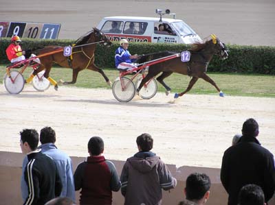horse racing - horse racing is a popular sport in malta