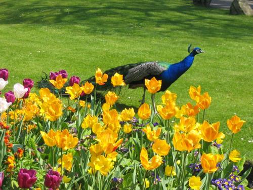 Tulips and peacock - Tulips bed for peacock