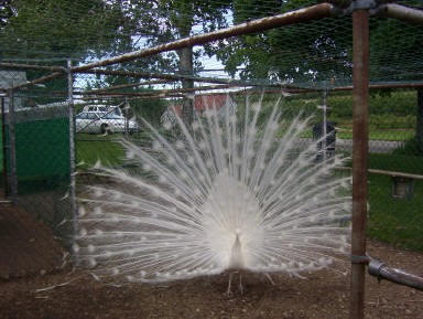 White Peacock - Peacock white