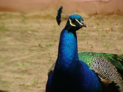 Peacock close up - SHot Ok