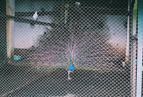 The net peacock - Peacock caged