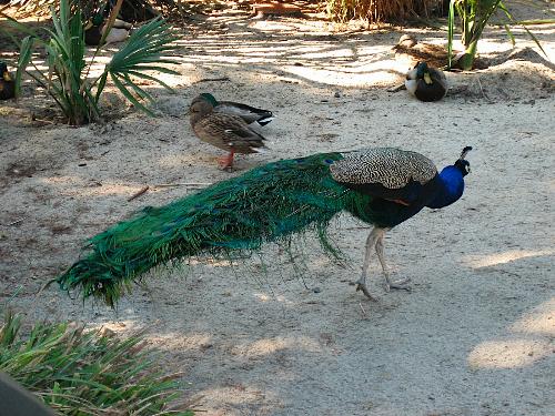 peacock - peacock sas