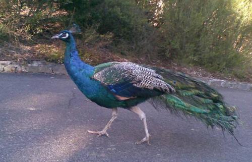 Walking - Walking peacock