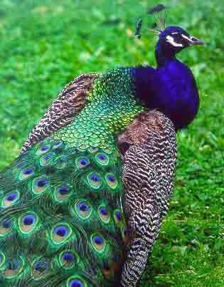Peacock on t ree - tree