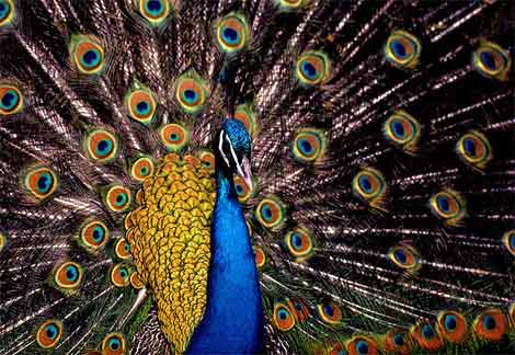 INdian Blue peacock - blue peacock