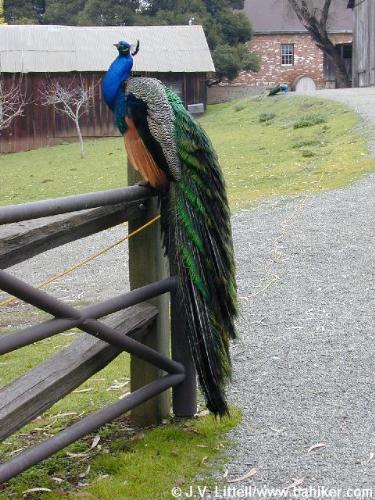 Male Peacock - Peacocl