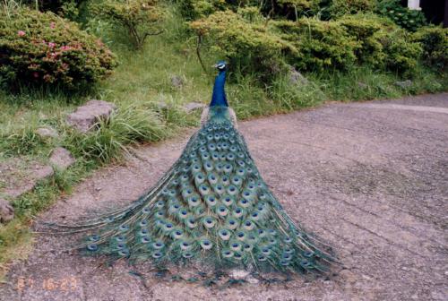 Lovely  - peacock