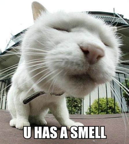 Cat is smelling you - Cats can smell more things than people, they noses are they guides.