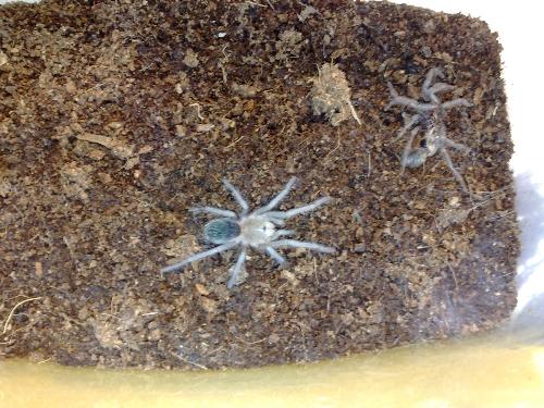 My spider (Lasiodora Parahybana) after the molt. - Hi. In this photo you can see my spider- Lasiodora parahybana, after its 7th molt which lies in the top-right corner. It molted while it was lying on the web (please, look at the bottom-right corner). It looked like lighter then usually because after molting it has a very soft skin which becomes hard later. When this photo was taking it had 3,5 cm in length and of course it's bigger now ;)  If you want to see other photos of my spiders (because I have three spiders), please tell me;] I'm waiting for yours comments. By