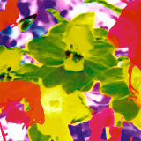 flowers - its me all colourfull