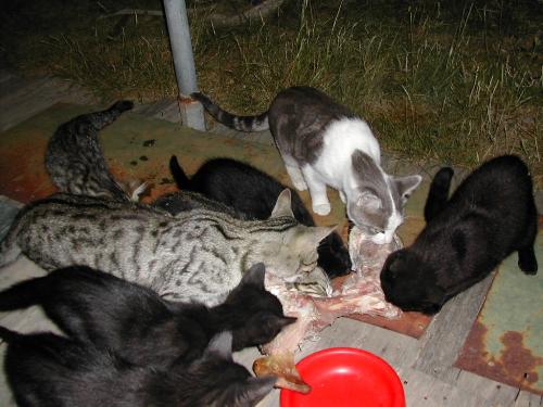 Cats eating a bone - Bone from a leg of ham with hungry cats. lol