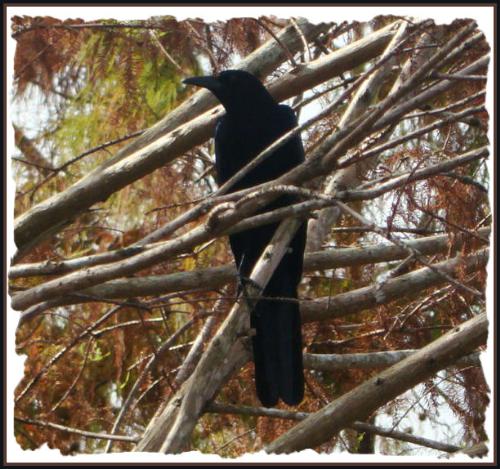 Blackbird - A blackbird sitting a tree. I love the brown leaves in teh background. It makes the sky more depressing looking.