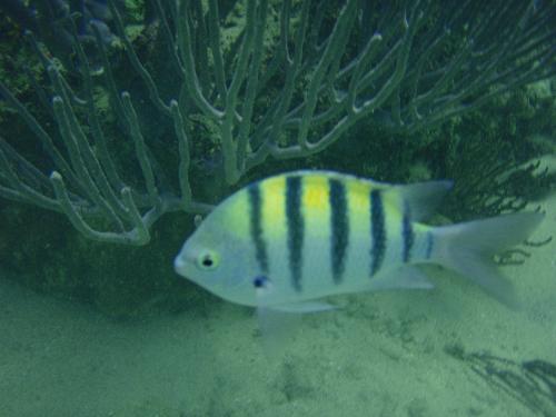 Fish - Underwater fish