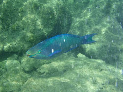 fish - blue fish