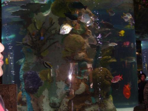 disney cafe - the rainforest cafe at downtown disney world