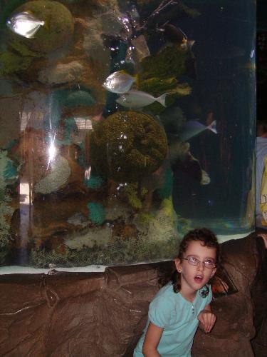 disney world - the rainforest cafe at downtown disney world