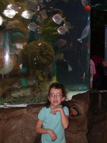 disney world - the rainforest cafe at downtown disney world