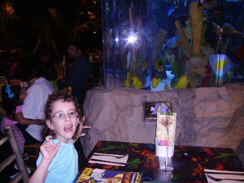 rainforest cafe - the rainforest cafe at downtown disney world