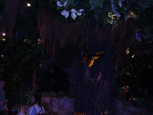 disney world - the rainforest cafe at downtown disney world