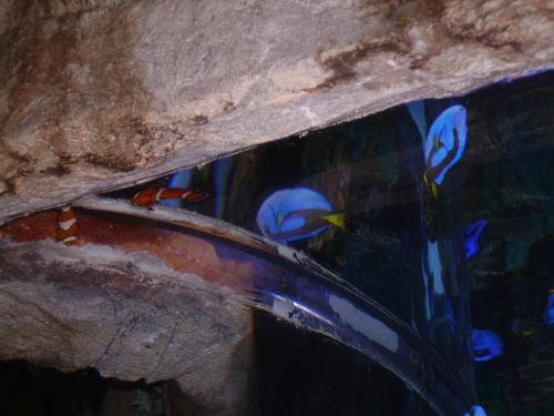 disney world - the rainforest cafe at downtown disney world