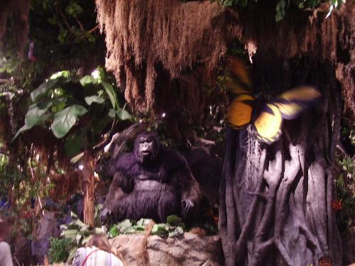 disney world - the rainforest cafe at downtown disney world