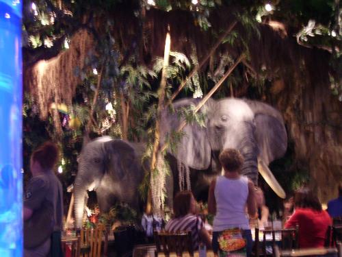 disney world - the rainforest cafe at downtown disney world