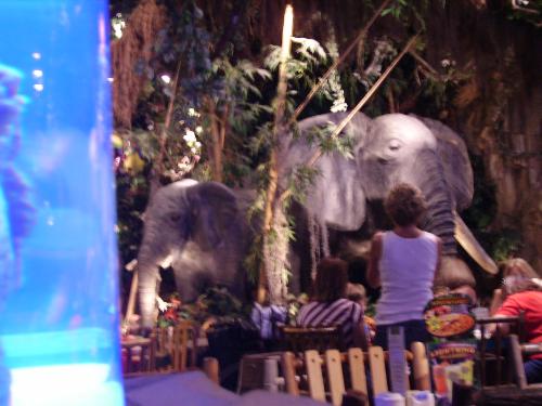 disney worl - the rainforest cafe at downtown disney world