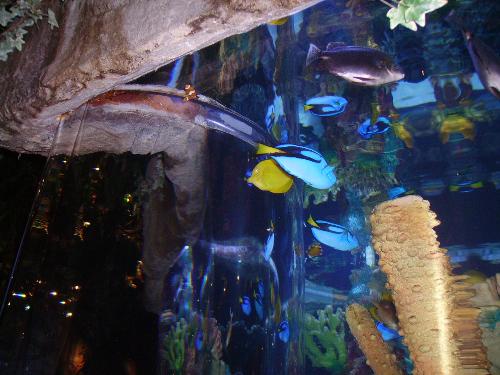 disney world - the rainforest cafe at downtown disney world